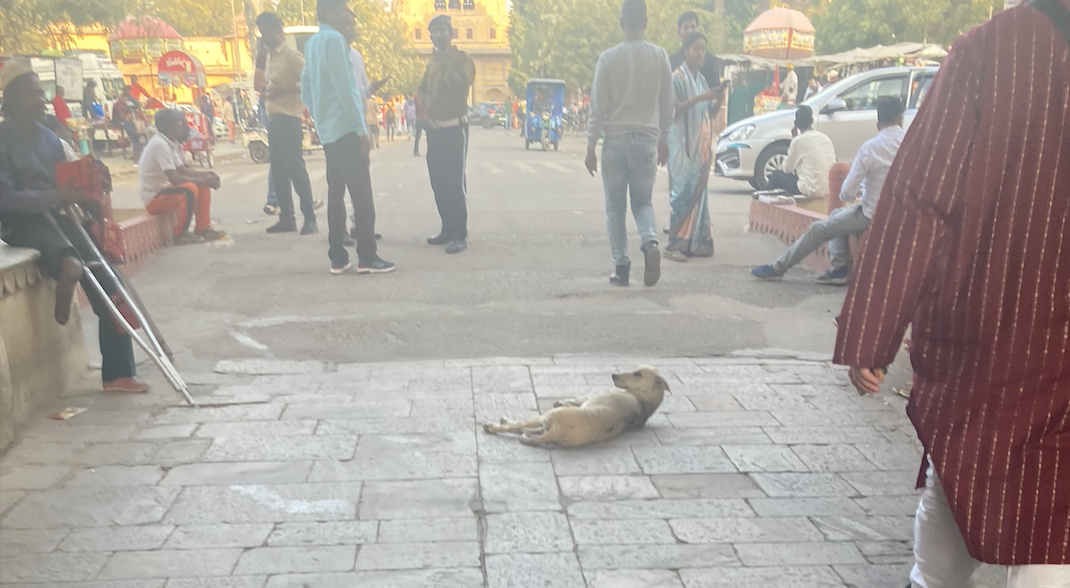 インドの道端の犬